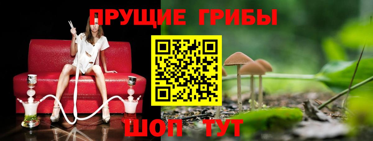Псилоцибиновые грибы Psilocybine cubensis Балашиха